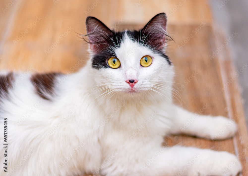 gato branco e preto com olhos amarelos deitado no chão e olhando para cima