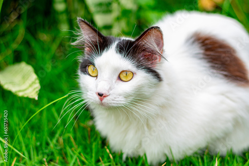gato branco e preto com olhos amarelos no jardim