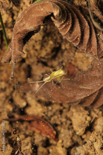natural oecanthus fultoni insect macro © Recep