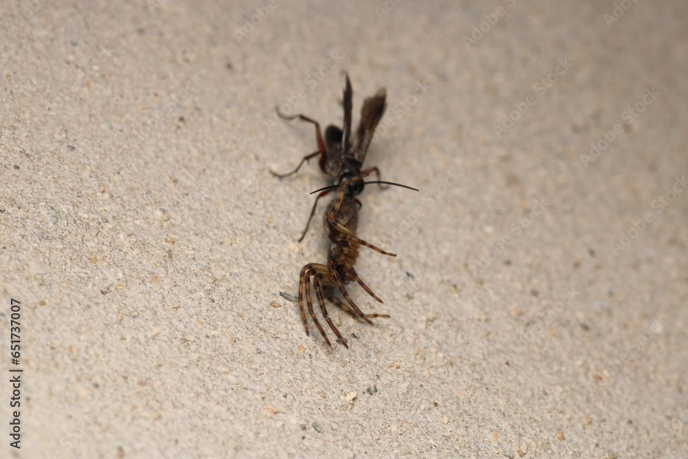 cotesia wasp insect macro photo cotesia wasp insect macro photo