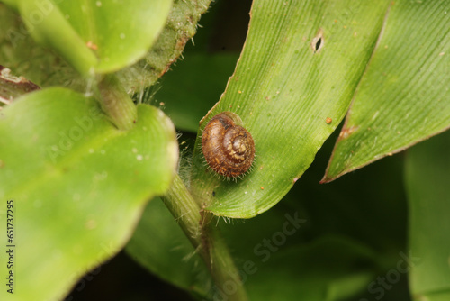 monacha cartusiana snail macro photo photo