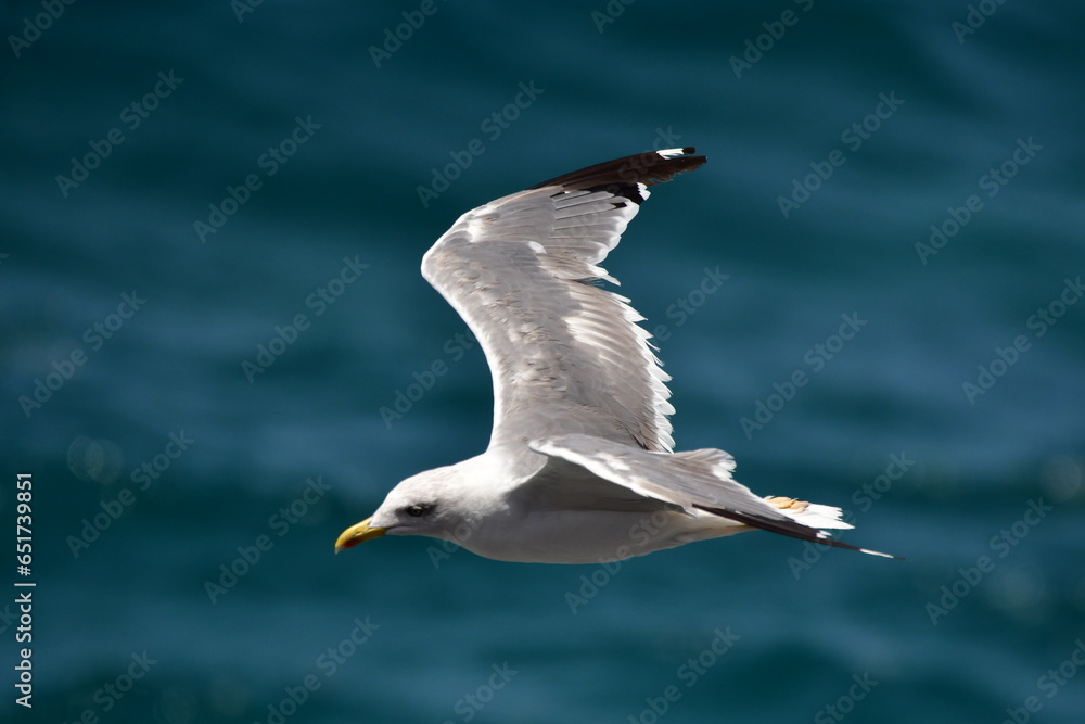 GAVIOTA PATIAMARILLA GAVIOTA PATIAMARILLA