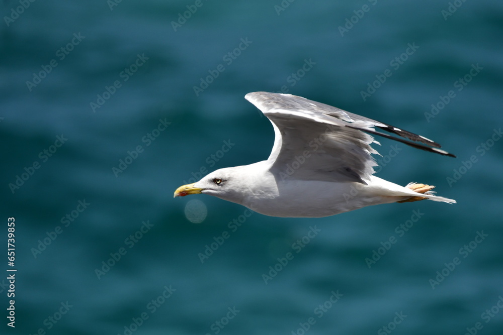 GAVIOTA PATIAMARILLA GAVIOTA PATIAMARILLA