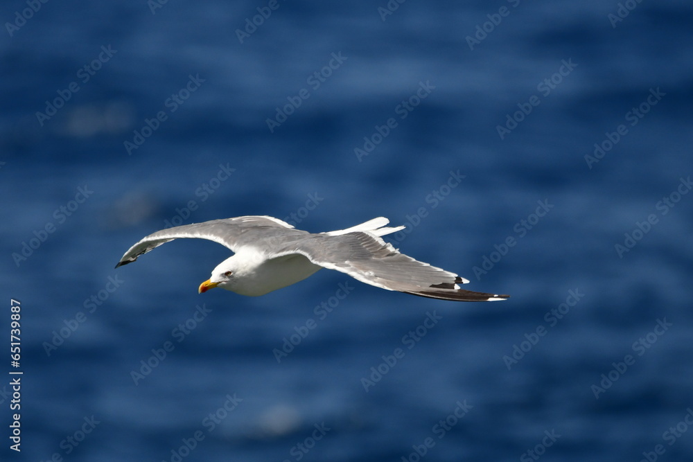 GAVIOTA PATIAMARILLA GAVIOTA PATIAMARILLA