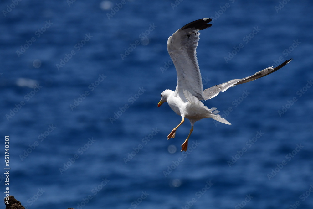 GAVIOTA PATIAMARILLA