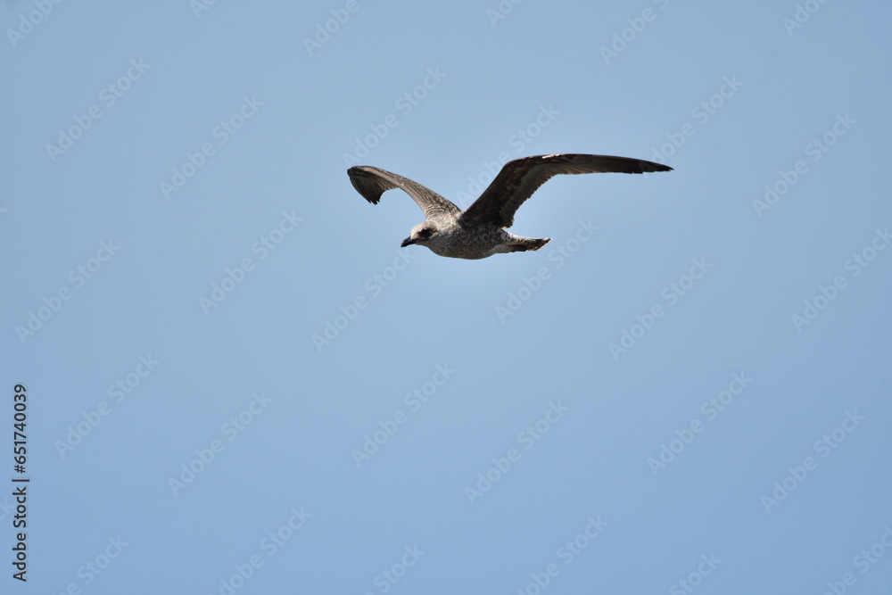 GAVIOTA PATIAMARILLA GAVIOTA PATIAMARILLA