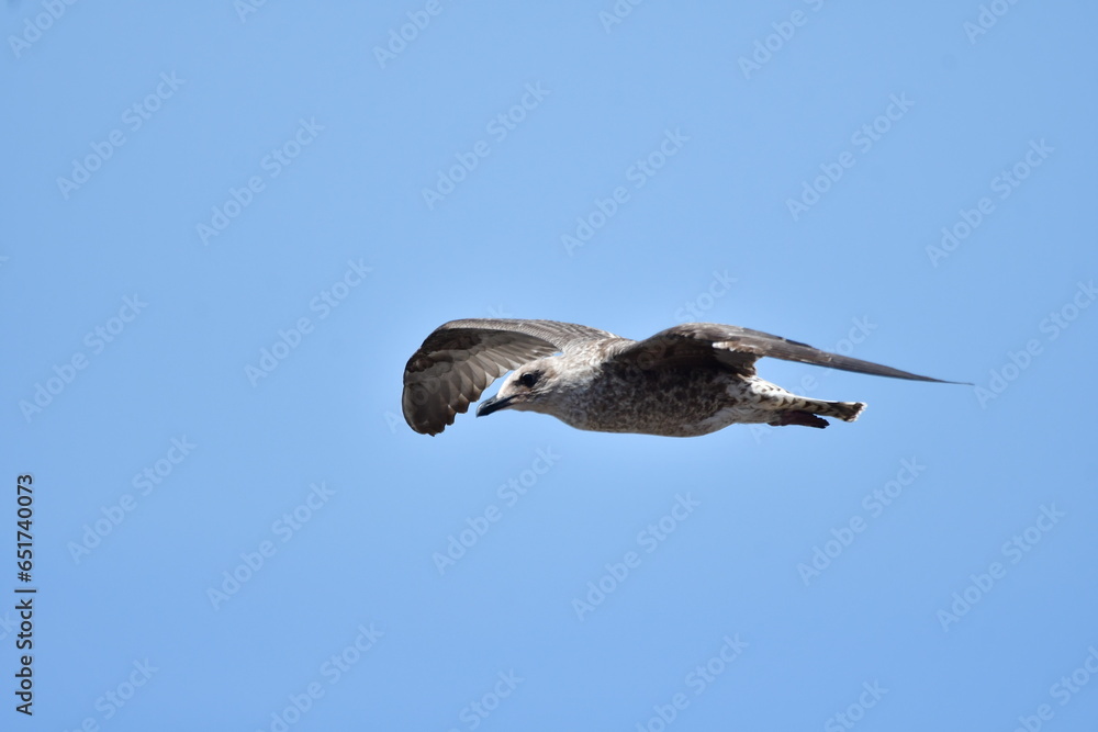 Obraz premium GAVIOTA PATIAMARILLA