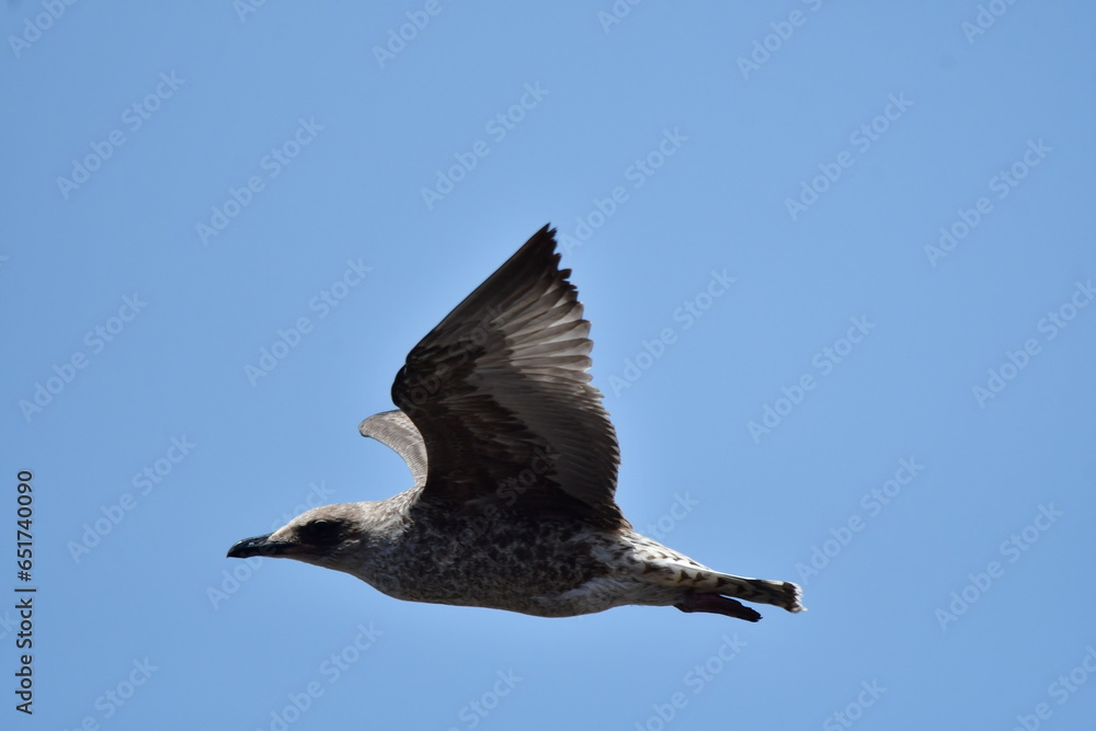 Fototapeta premium GAVIOTA PATIAMARILLA