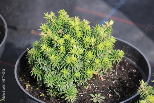 Photos Korean fir Cis