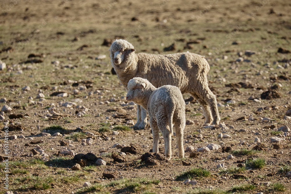 Fototapeta premium Sheared sheep with her baby standing in a field with rocky ground and little grass. Copy space.