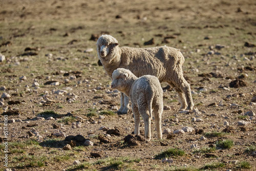 Sheared sheep with her baby standing in a field with rocky ground and little grass. Copy space.