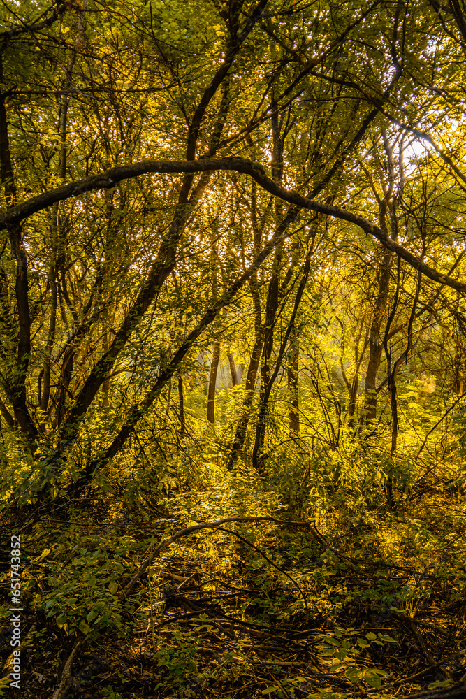 Tree Branches in the Golden Forest