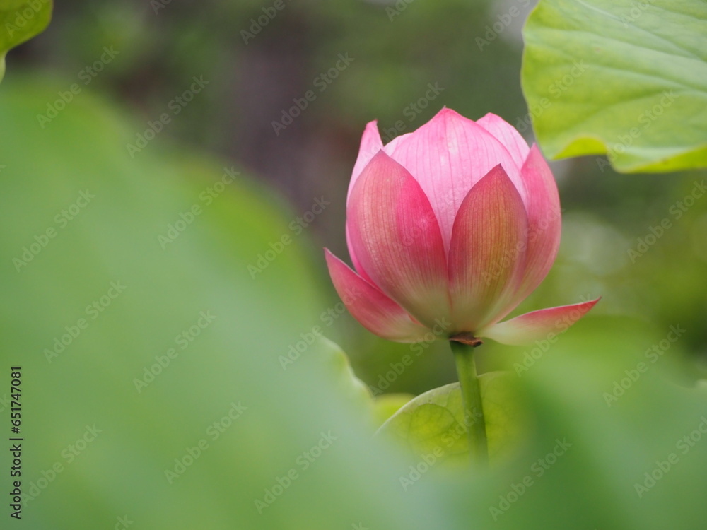 蓮の花 玉繡蓮 ぎょくしゅうれん 蓮の花 玉繡蓮 ぎょくしゅうれん