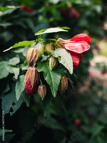 Abutilon flower photo