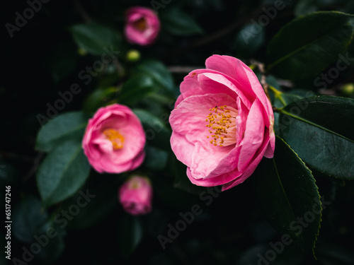 Pink camellia