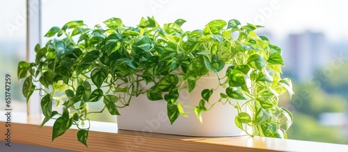 Canvas Print English ivy plant in pot on balcony as part of home and garden concept