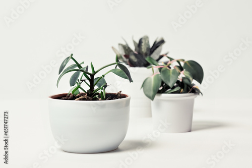 Tres plantas en blancas macetas
