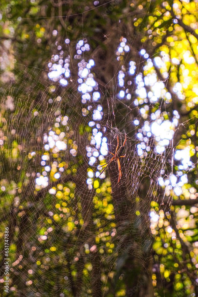 Fototapeta premium big spider on his cobweb in a rain forest
