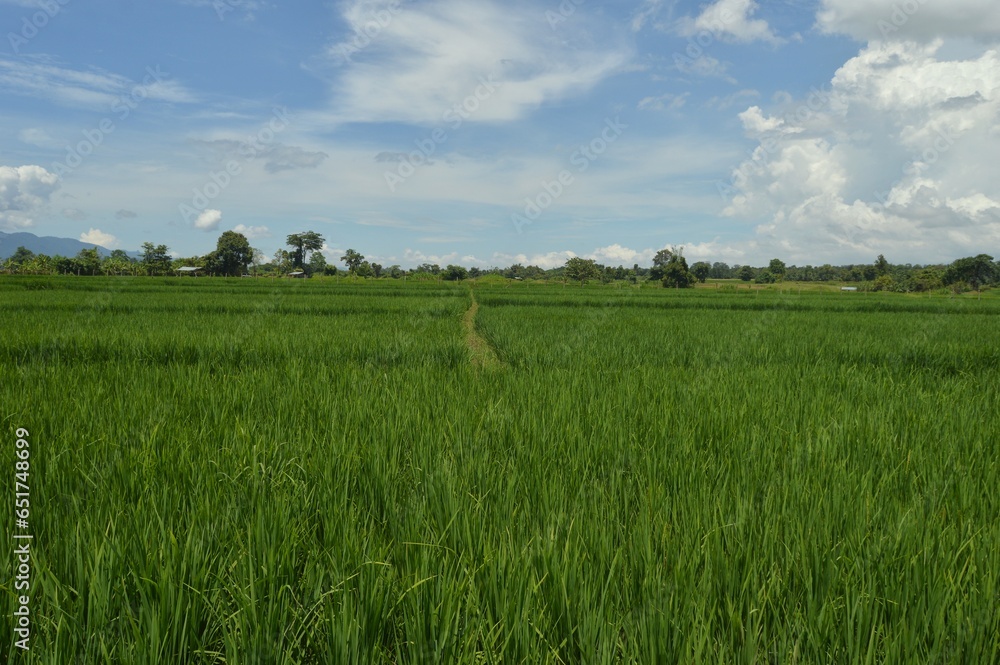 Fototapeta premium panoramic landscape of rice field