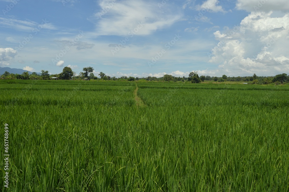 panoramic landscape of rice field