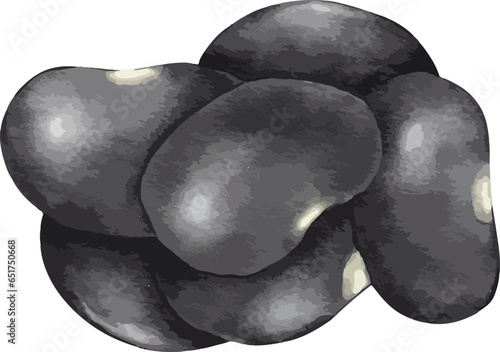 black bean watercolor illustration isolated element