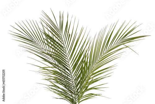 Green beautiful tropical leaves isolated on white