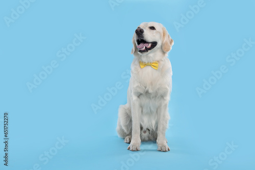 Cute Labrador Retriever with stylish bow tie on light blue background. Space for text