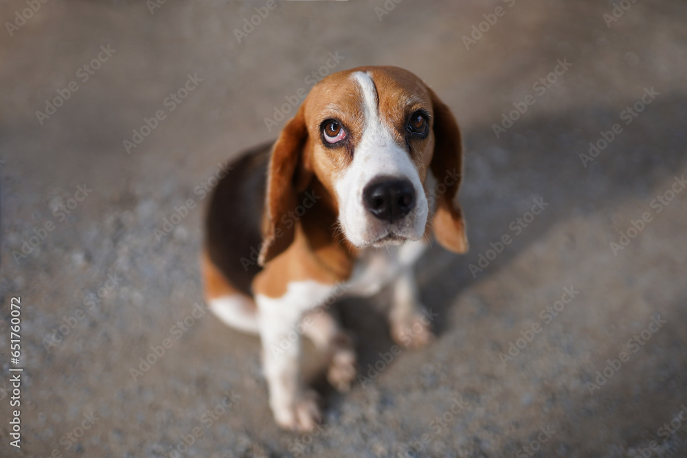 An adorable beagle dog sitting on the road  outdoor in the park. Dog 's portrait shot with shallow depth of field focus on face and eye.