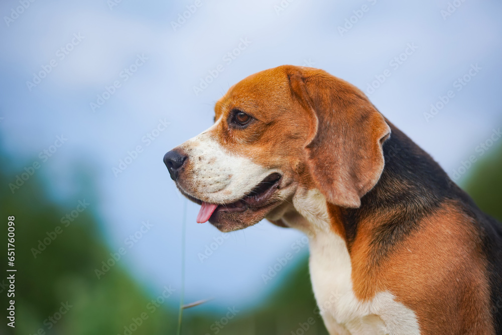 Head shot portrait focus on the face of a cute beagle dog sitting on the green grass in the yard on sunny day.