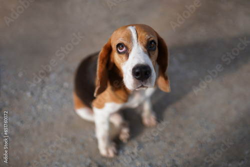 An adorable beagle dog sitting on the road  outdoor in the park. Dog 's portrait shot with shallow depth of field focus on face and eye. photo