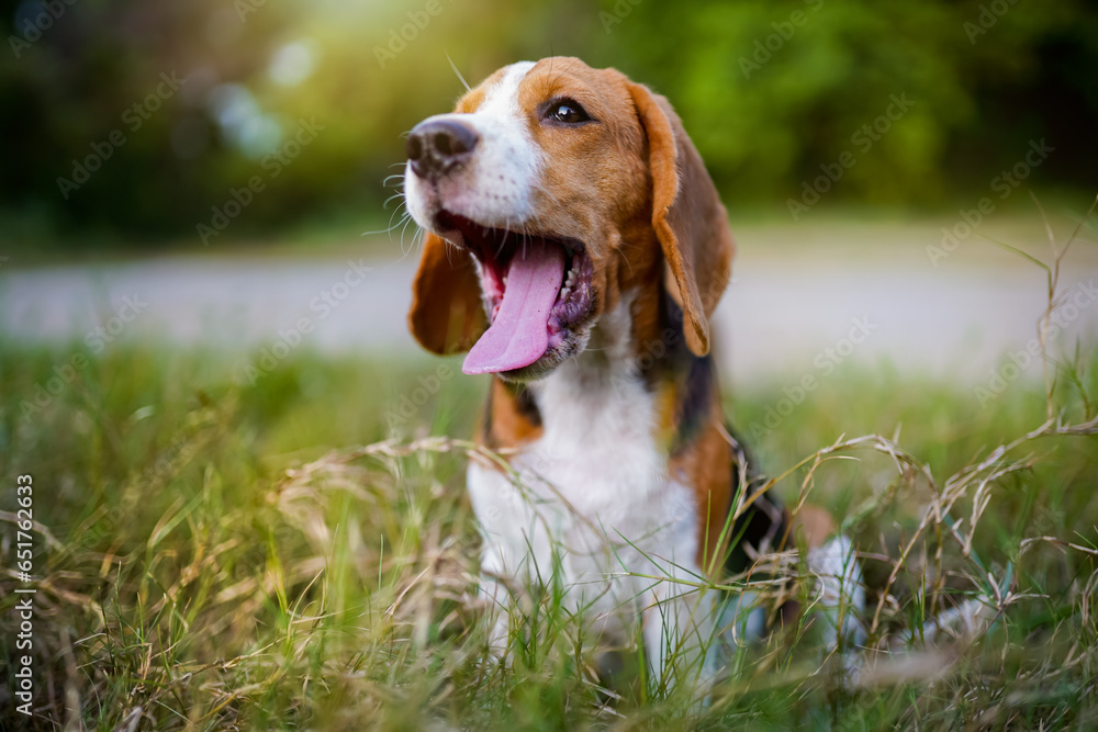 A tri-color beagle is yawning while sitting on the grass field in the farm on sunny day,selective focus ,shallow depth of field shot. A tri-color beagle is yawning while sitting on the grass field in the farm on sunny day,selective focus ,shallow depth of field shot.