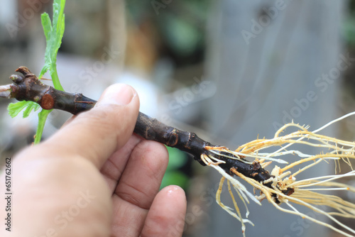 Hand holding a propagating fig tree (Ficus carica), plant roots are ready for transplanting in a pot,the method to get  root is  dip cutting  into water  for some time till roots come.