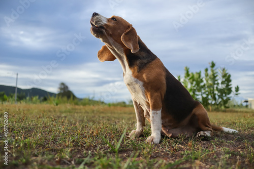 Cuadro en lienzo A tri-color beagle dog howling while sitting on the field.