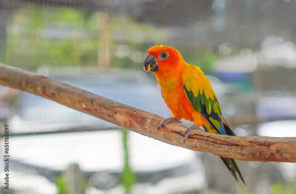 Obraz premium A macaw sits on a branch in a natural pose.
