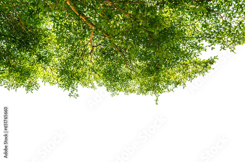 .Ivory coast almond, black afara isolated on white background photo