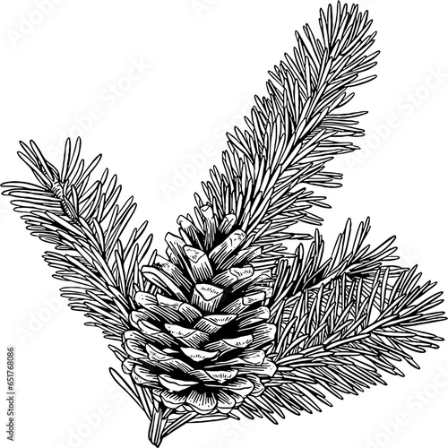 Fir leaves with pine cone christmas ornament hand drawn sketch illustration