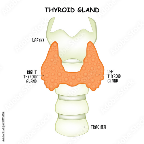 Thyroid Gland Science Design Vector Illustration Diagram