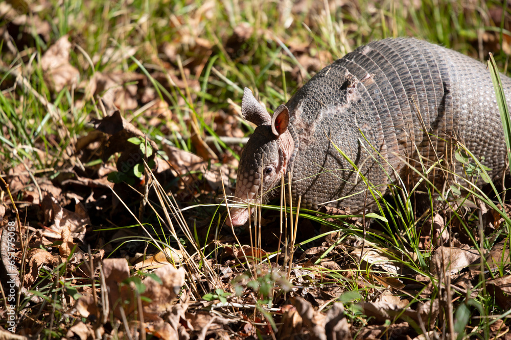Fototapeta premium Nine-Banded Armadillo in Grass