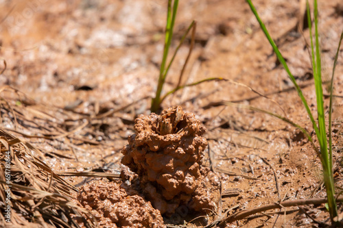 Digger Crawfish Building a Chimney