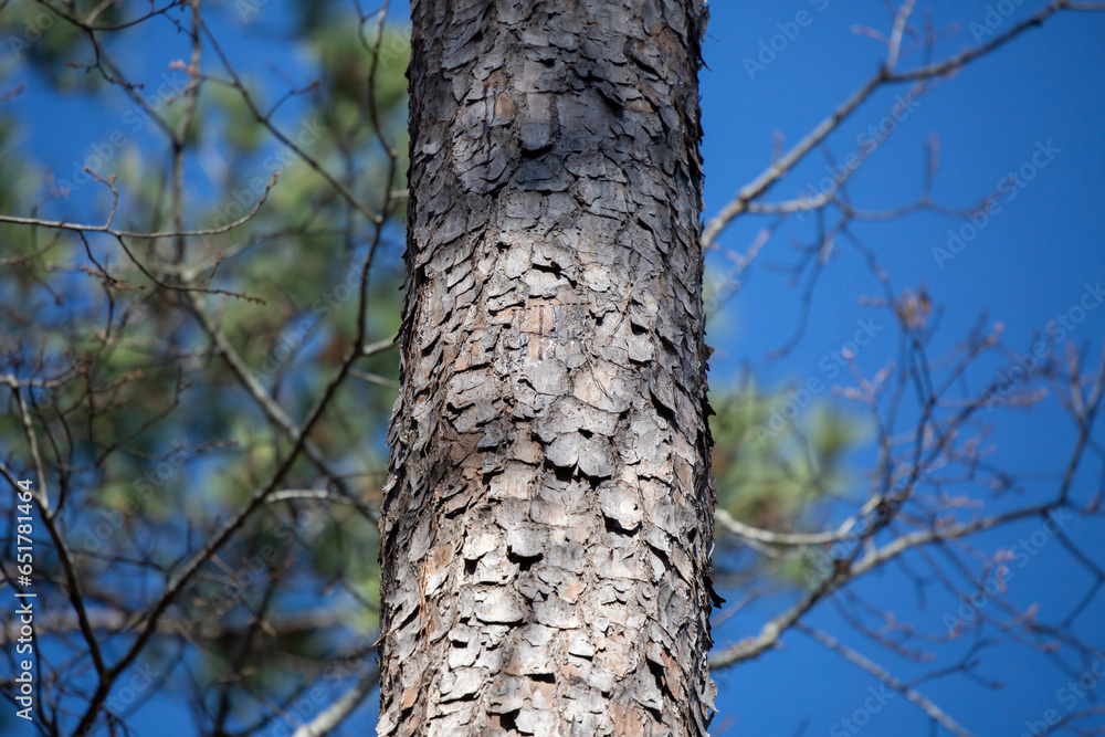 Pine Tree against a Blue Sky