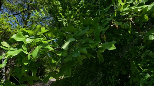 Foto Spring branches and leaves on broadleaf tree Montpellier Maple, latin name Acer monspessulanum, partially sunlit by spring sunshine, part hidden in shadow of a tree