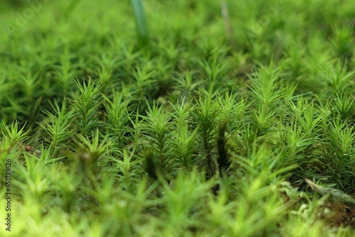 Dense green foliage of Haircap Moss, latin name Polytrichum, growing in shade of tree during spring season, late may. 