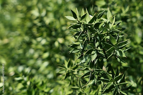 Fotografía Spiky hard leaves on a branch of Butchers Broom plant, latin name Ruscus Aculeatus, sunbathing in spring daylight sunshine, late may