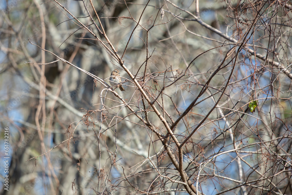 Curious Song Sparrow Curious Song Sparrow