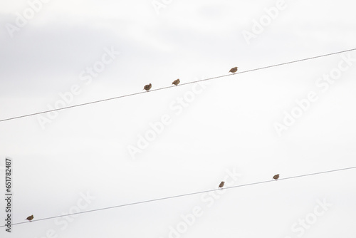 Flock of Six Eastern Meadowlarks