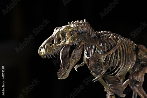 tyrannosaurus rex skeleton on Black background