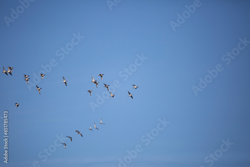 Flock of Green-Winged Teal Ducks