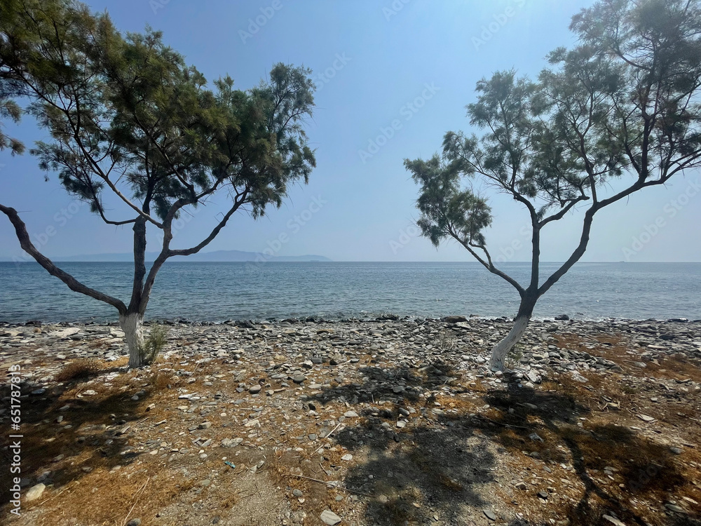 trees on the beach on a Greek Island 