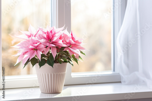 Pink poinsettias flower in a pot on the window  © reddish