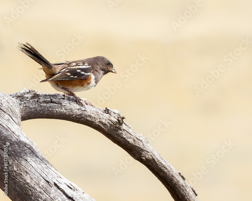 A spotted towhee perches on a tree limb. photo